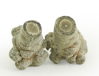 三七的頭數(shù)是什么？