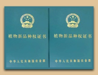 國家給三七頒發(fā)了這個(gè)證書，歷史首次！