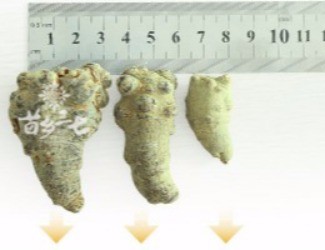 三七頭數(shù)與藥效的關聯(lián)，只看頭數(shù)并不正確