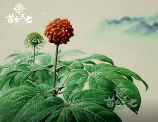 三七有副作用嗎？來看看歷史怎么說