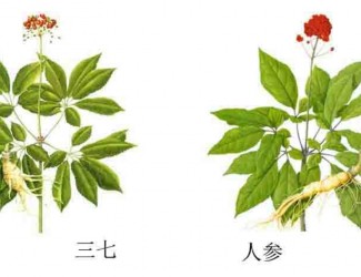 三七人參功效區(qū)別，“北參南七”說法的由來