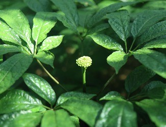 三七怎么吃：涼拌三七花蟲草花，風(fēng)雅吃花，清爽養(yǎng)生