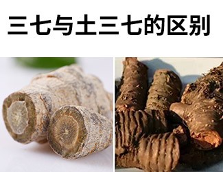 揭秘土三七和三七的差異性，警惕吃錯(cuò)易導(dǎo)致肝臟衰竭