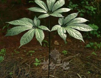 人有九種性格，三七粉有寒熱之分嗎？