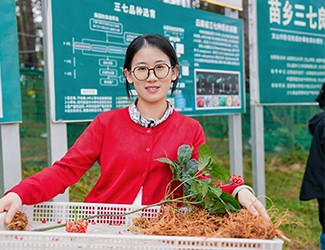 苗鄉(xiāng)三七良種喜獲豐收?。?！